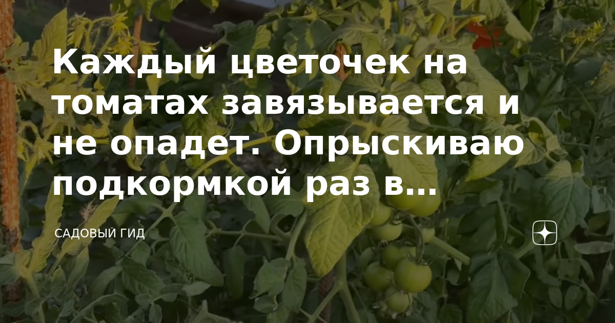 Чтобы завязывались помидоры в теплице чем опрыскать. После опрыскивания томатов завязью опали цветы. Садовый гид.