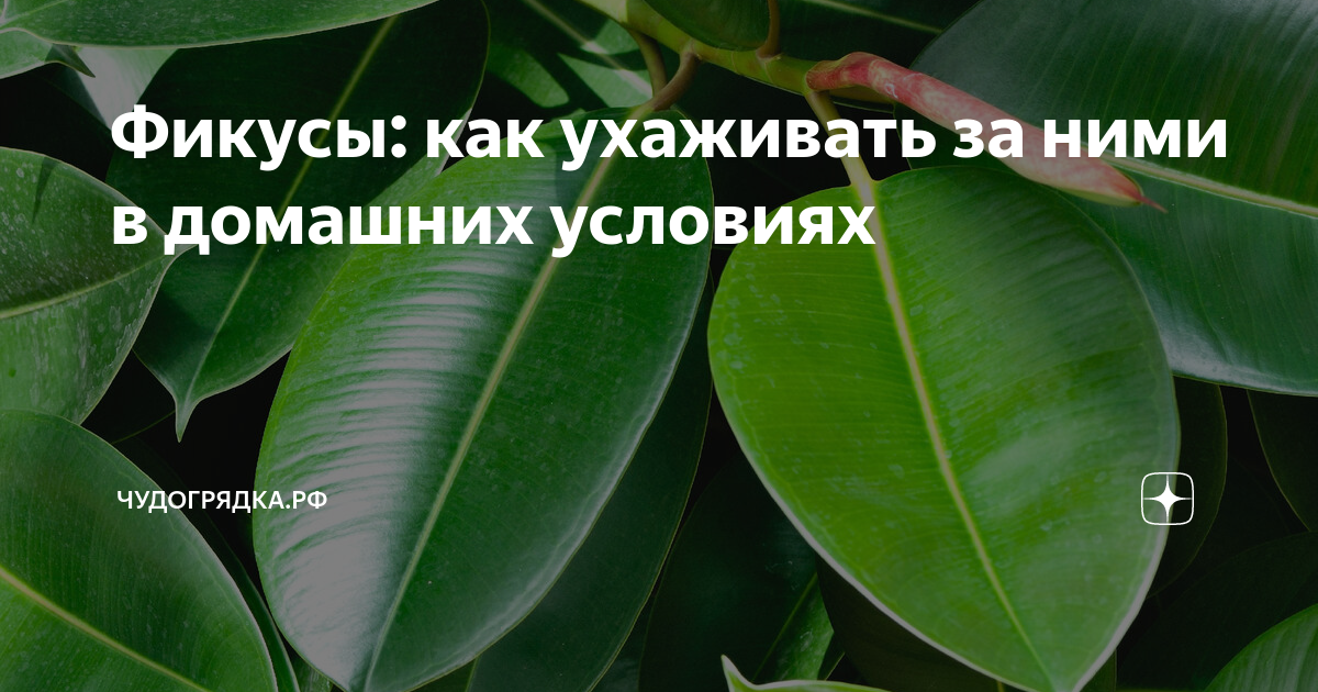 фикусы уход в домашних условиях