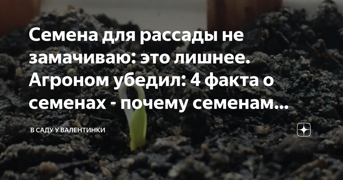 Семена для рассады не замачиваю: это лишнее. Агроном убедил: 4 факта о ...