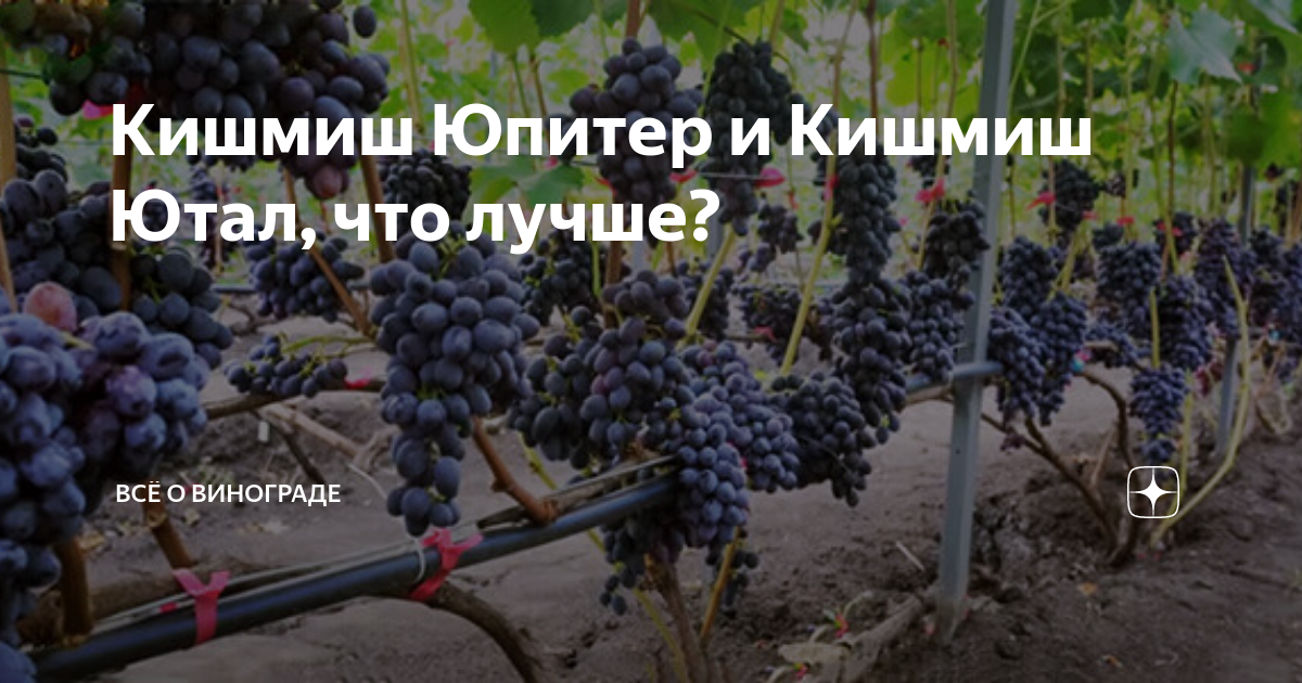 Виноград ютал фото описание: найдено 87 изображений