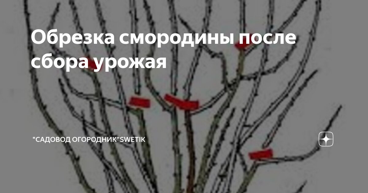 Обрезка черной смородины весной для начинающих в картинках пошагово