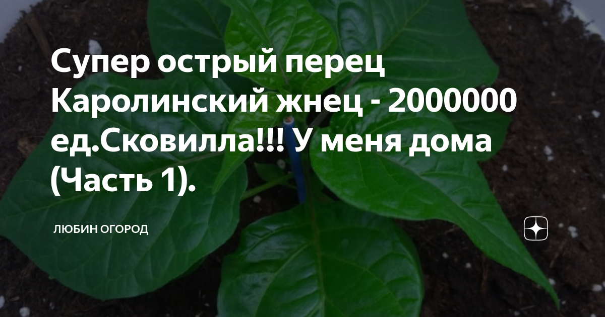 Супер острый перец Каролинский жнец - 2000000 ед.Сковилла!!! У меня ...
