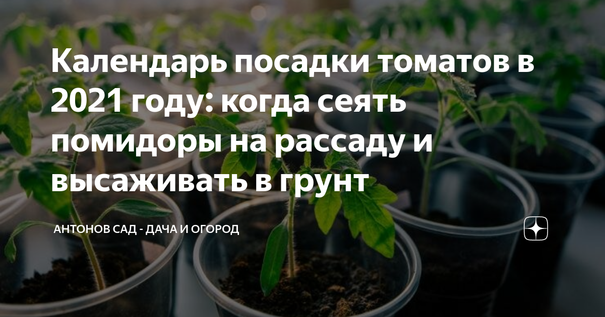 Когда сажать помидоры на рассаду в 2024 году. Когда сажать помидоры на рассаду в 2024 году в Подмосковье.