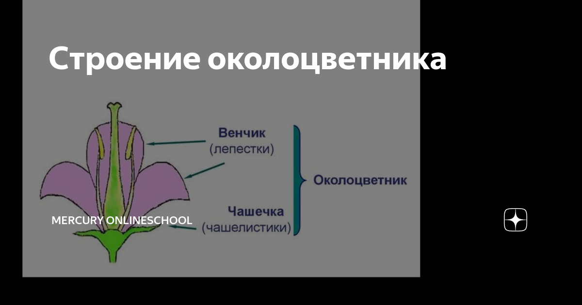 Как выглядит цветок с двойным околоцветником Цветки с каким околоцветником изображены на рисунке