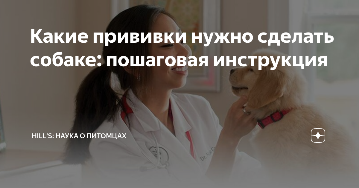 можно делать прививку собаке во время течки