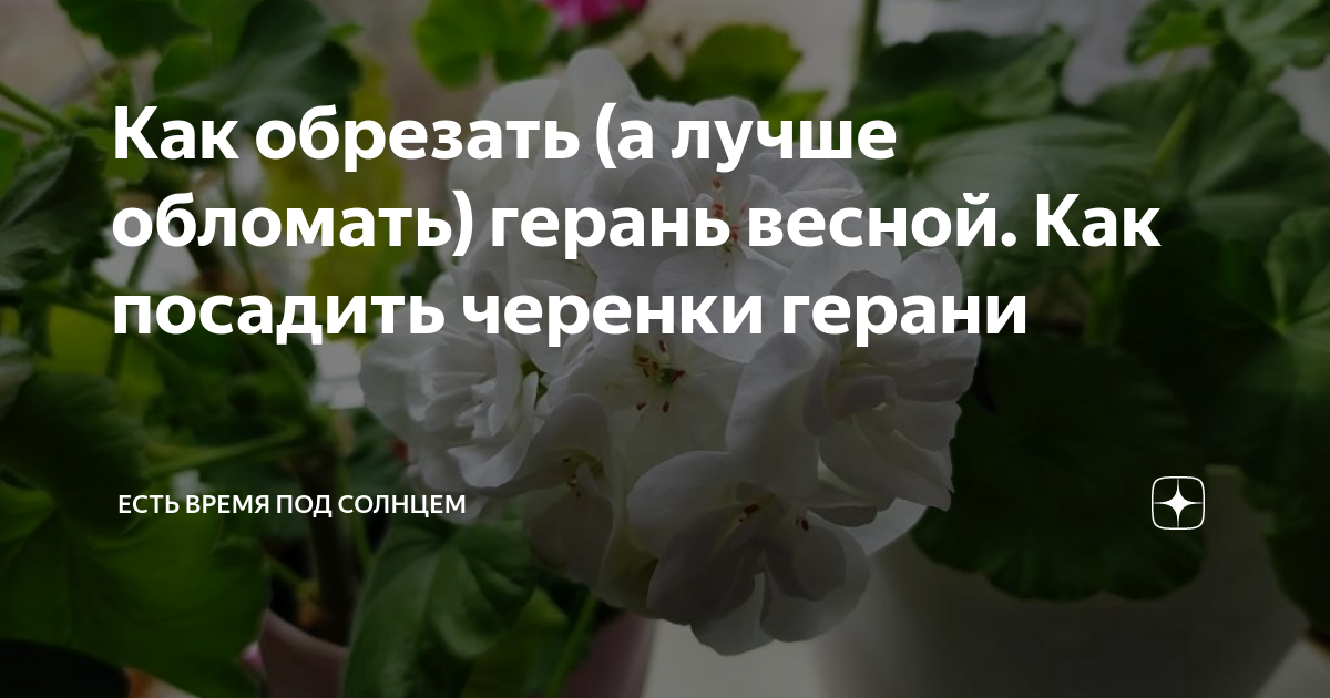 как посадить черенки роз под зиму