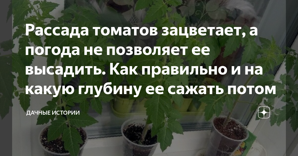 Почему не цветут помидоры