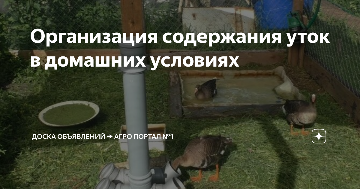 Разведение уток в домашних условиях: отбор, содержание, кормление | ZOODOM