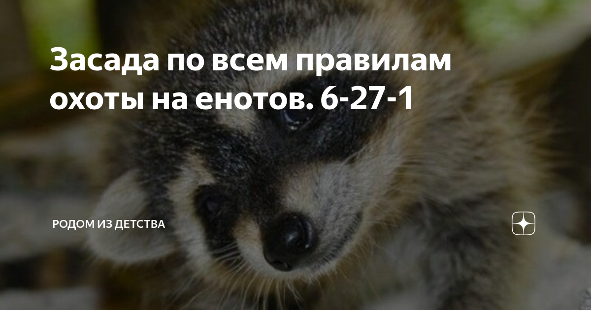 Засада по всем правилам охоты на енотов. 6-27-1 | Родом из детства | Дзен