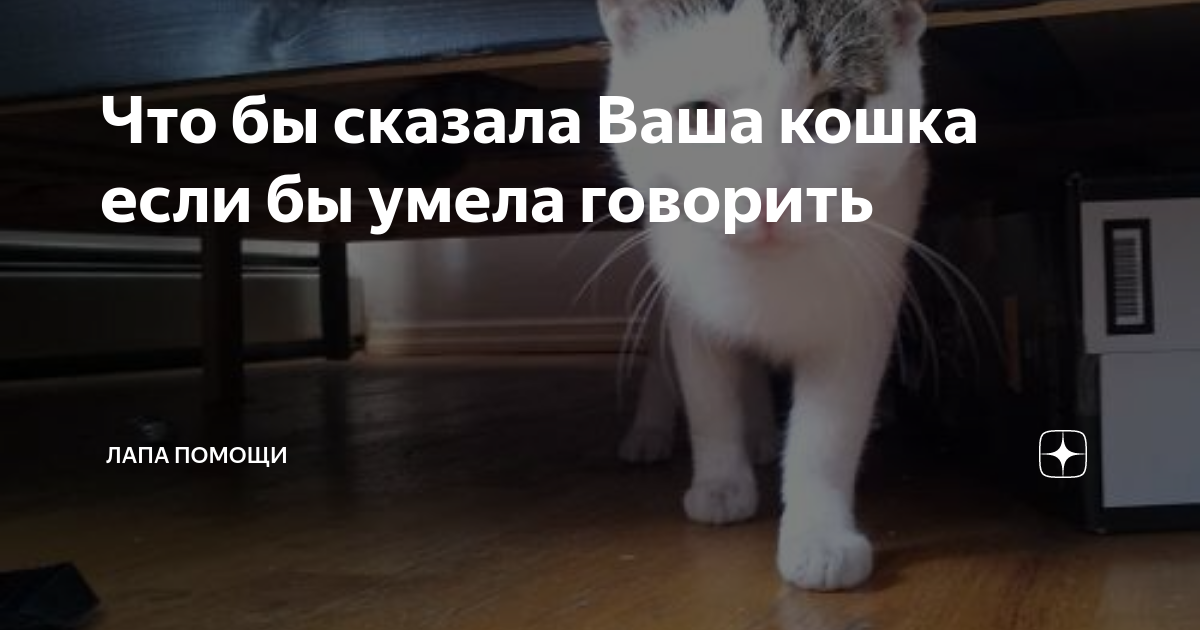 Как понять настроение кошки?