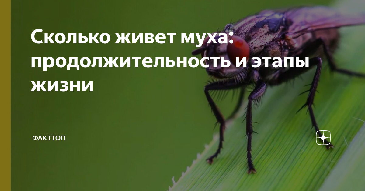 Сколько живут мухи. Срок жизни мухи домашней. Как выглядят Детеныши мух. Сколько живёт Муха обычная в квартире.