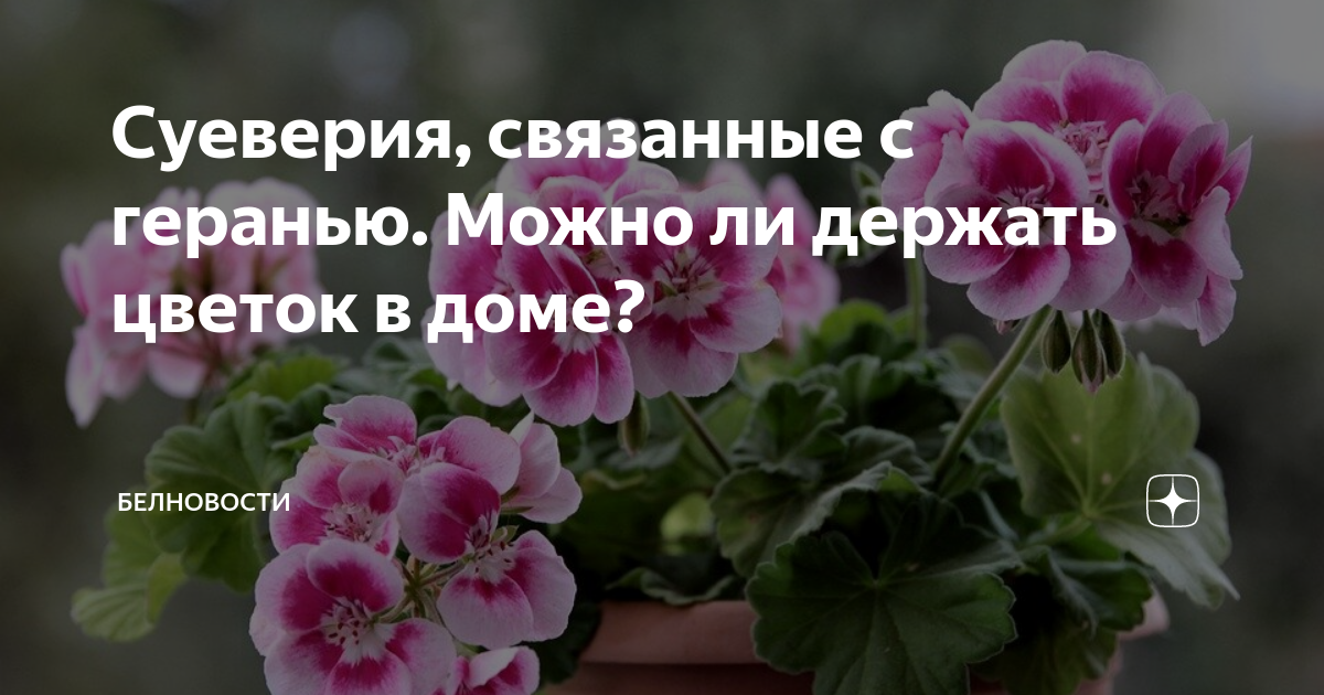 Герань приметы и суеверия для дома. Герань в доме приметы и суеверия. Белая герань в доме приметы и суеверия. Герань в доме приметы.