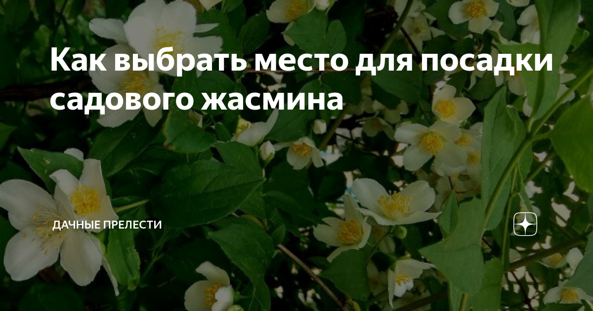 Как выбрать место для посадки садового жасмина | Дачные прелести | Дзен