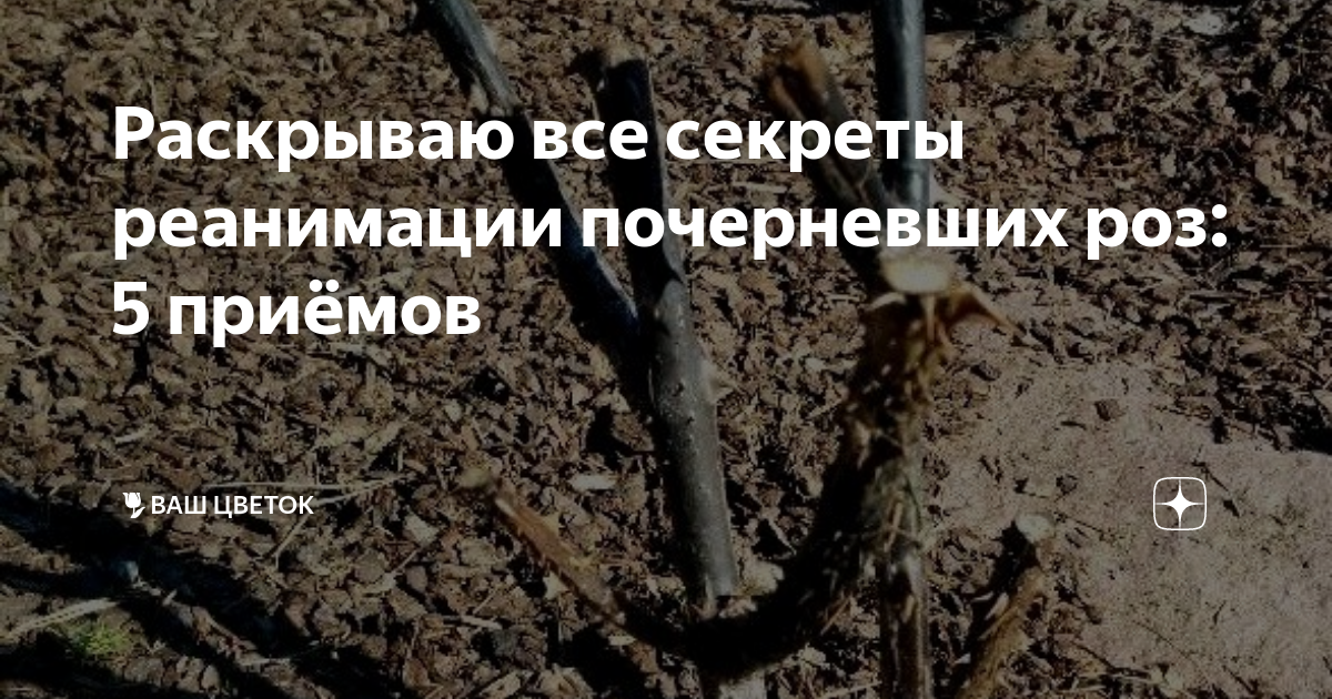 Реанимация роз после зимы сульфат. Реанимация роз после зимы почернели. розы после зимы почернели как реанимировать. после зимы на розах почернели побеги.