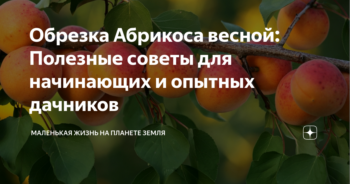 Когда можно пересадить абрикос