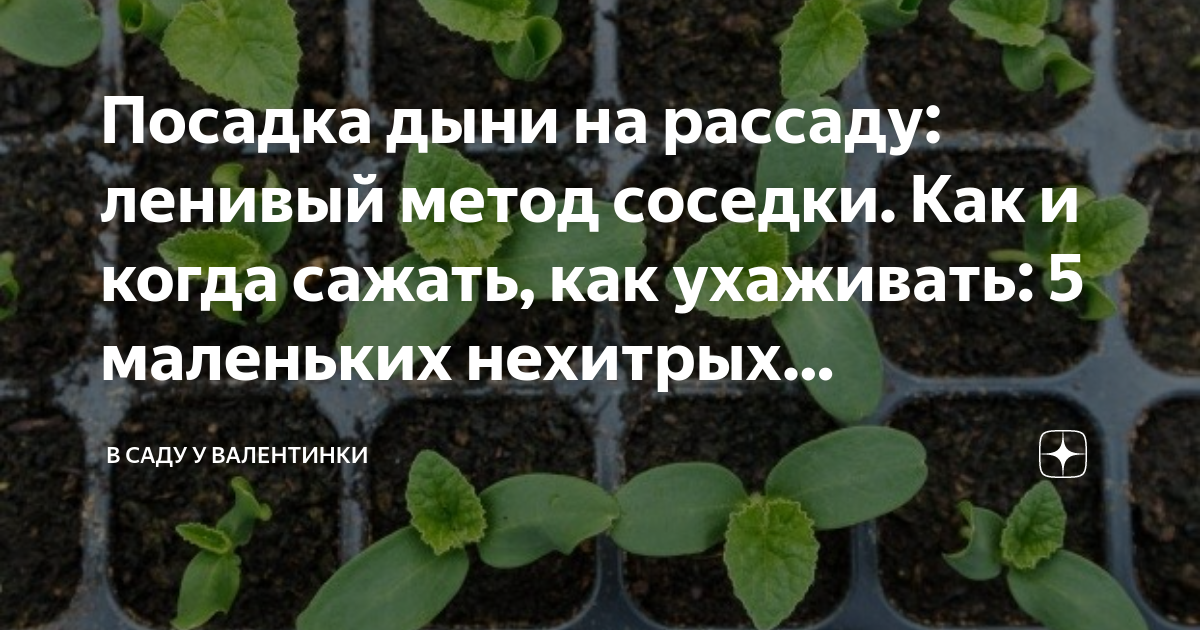 Сроки посева дыни на рассаду. Посев дыни на рассаду. Когда сеять дыню на рассаду. Когда сажать семена дыни на рассаду.