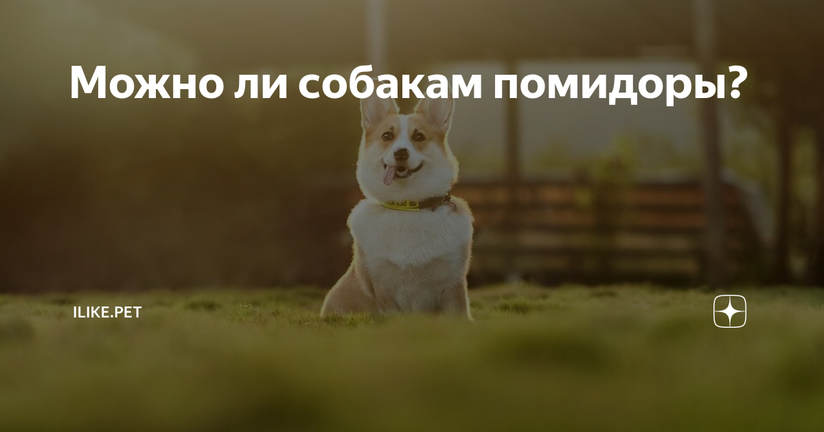 Можно ли собакам помидоры? | ZOO CHANNEL | Дзен