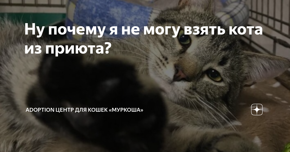 Взяли кота с улицы