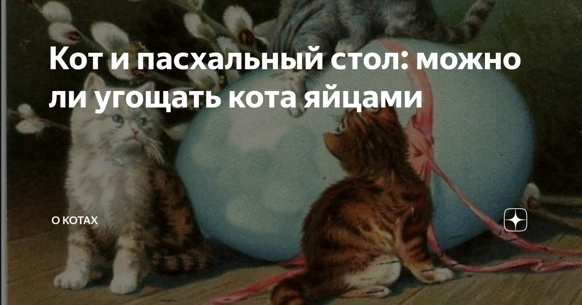 Как давать яйцо кошке. Можно ли котам сырое яйцо.