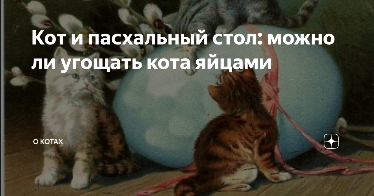 Можно коту яйцо. Яйца кота. Кот угощает. Можно ли давать яйцо коту.