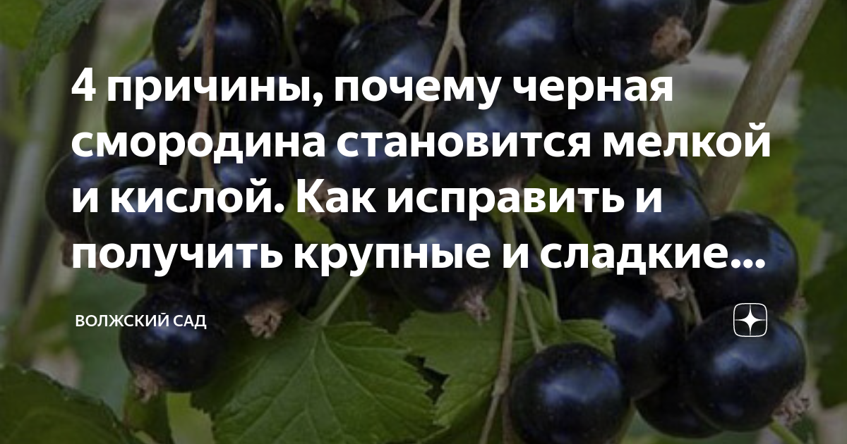 Черная смородина крепит или слабит стул взрослого человека