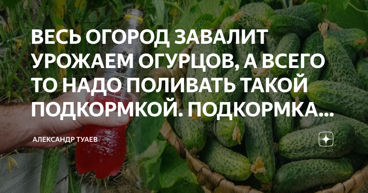 Сколько в неделю нужно поливать огурцы. Огурцы завалят урожаем. стимуляция урожая.
