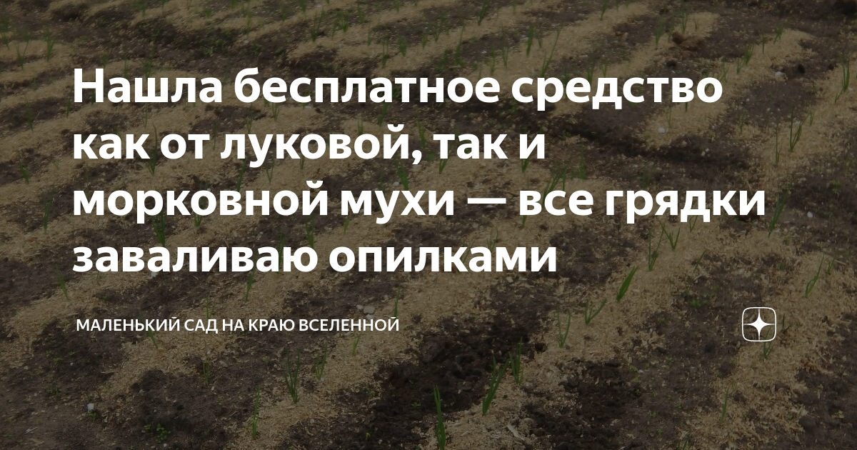 Нашла бесплатное средство как от луковой, так и морковной мухи — все ...
