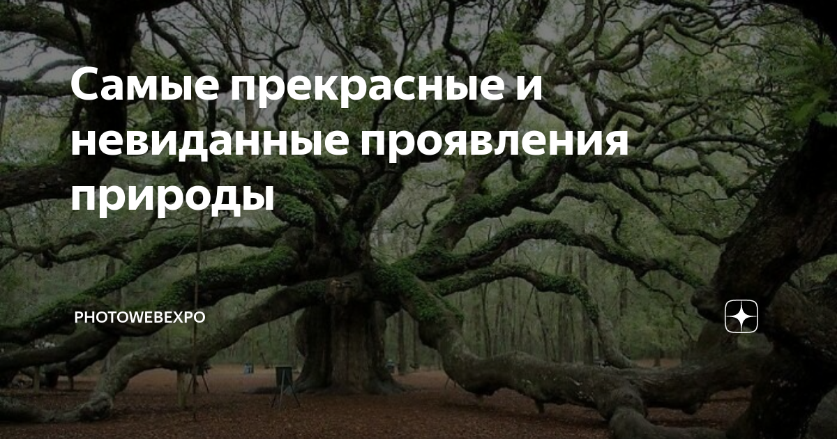 Природа проявила