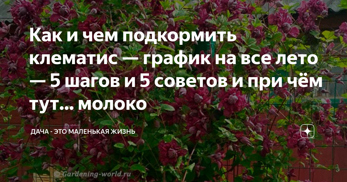 Подкормка клематиса в июне в открытом грунте. Подкормить клематисы. Чем подкормить клематис. Клематис подкормка. Чем подкормить клематисы в июне.