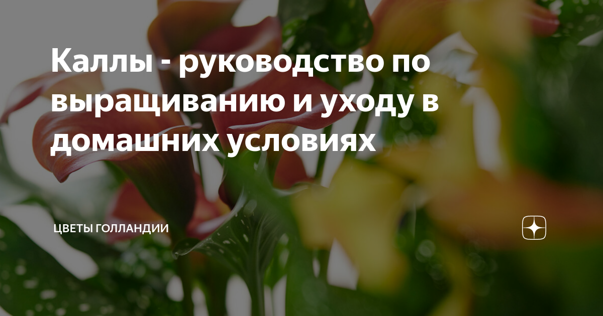 Каллы - руководство по выращиванию и уходу в домашних условиях ...