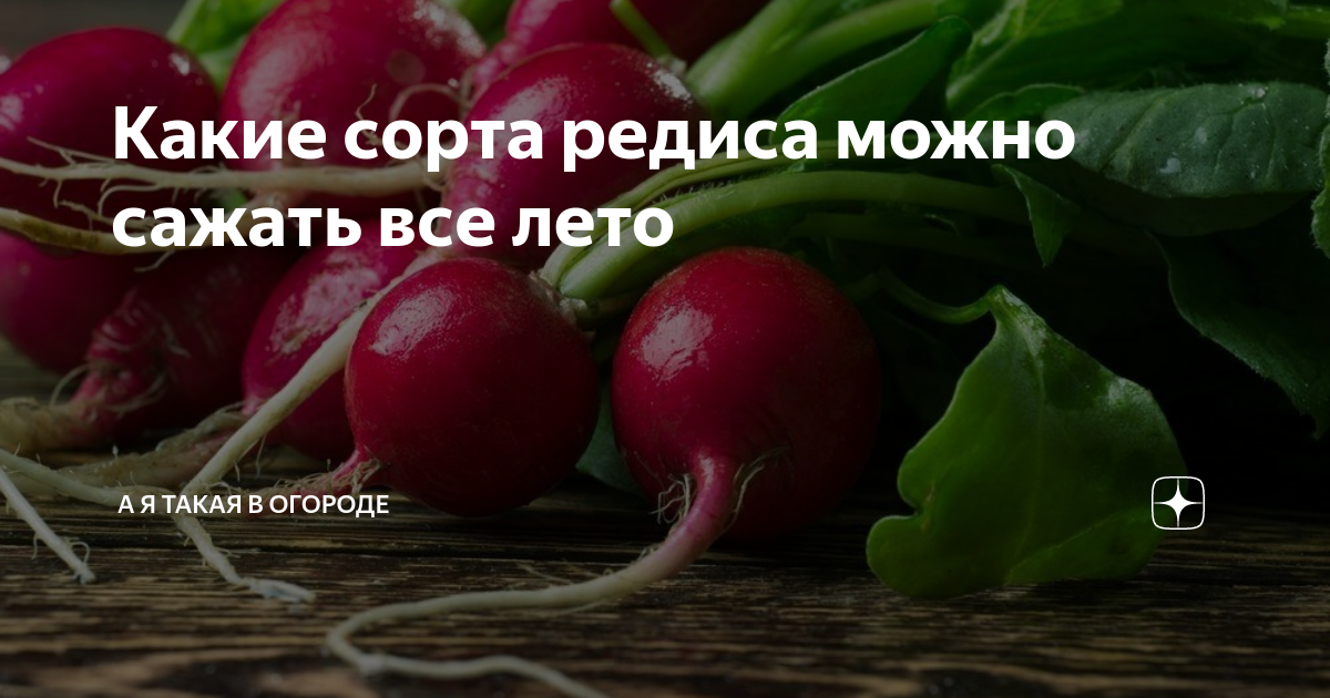 Улитке можно редиску. Сорт редиса который можно сажать все лето. Редиска которая не стрелкуется. Сколько редиса можно съедать в день. Редиска которая не стрелкуется голландская.