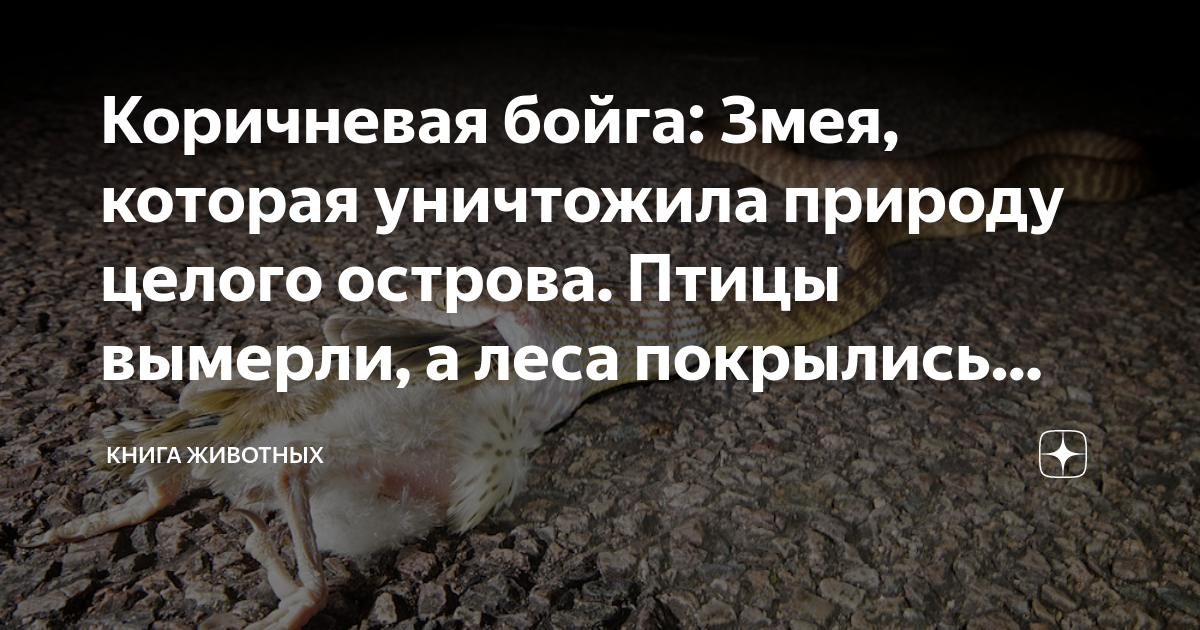 Коричневая бойга: Змея, которая уничтожила природу целого острова ...