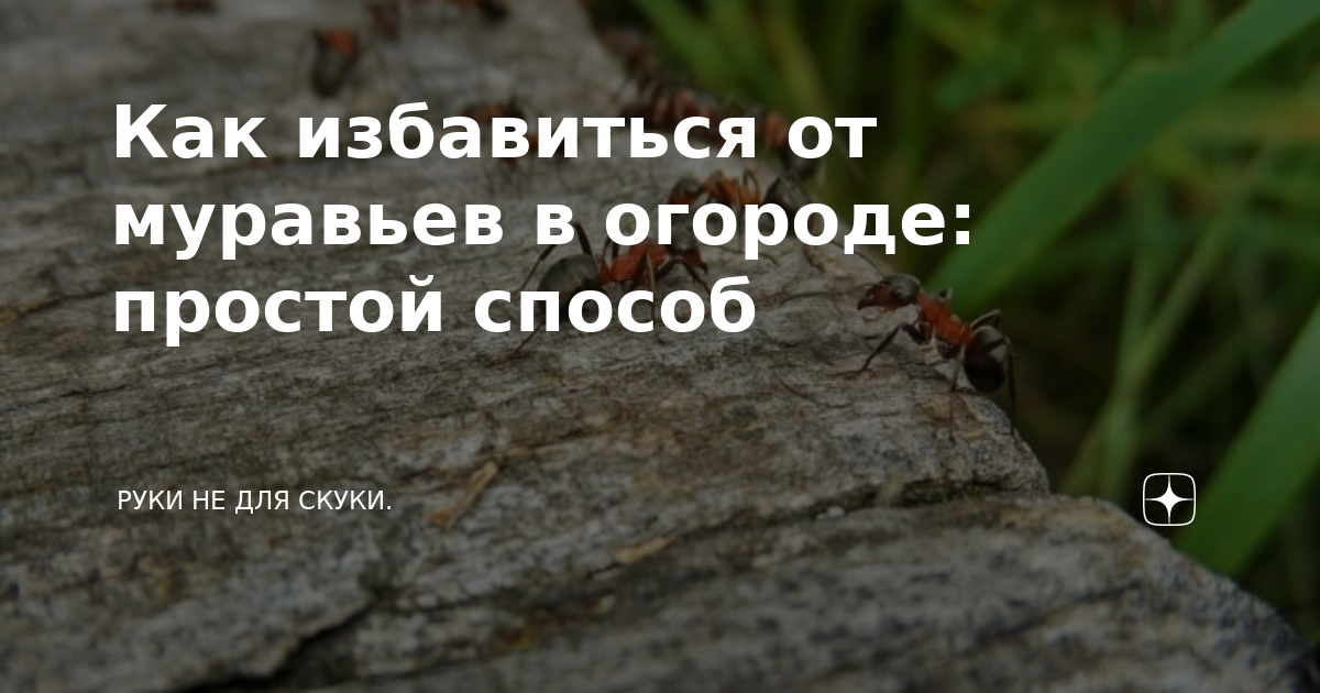 Самое эффективное средство от муравьев действует в определенных условиях