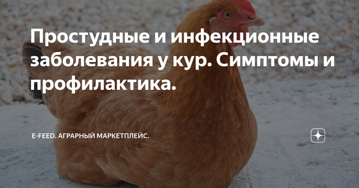 Простудные и инфекционные заболевания у кур. Симптомы и профилактика ...
