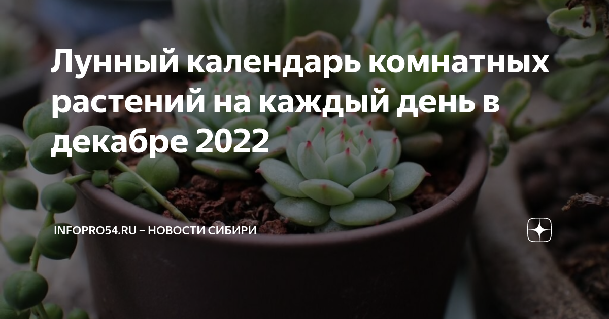 Календарь комнатных растений на январь 2025 года
