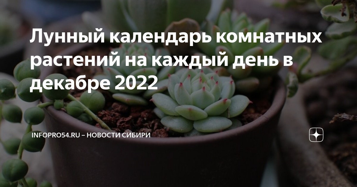 Календарь комнатных растений 2023