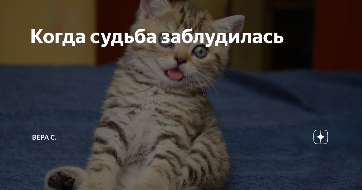 Когда судьба заблудилась | Вера С. | Дзен