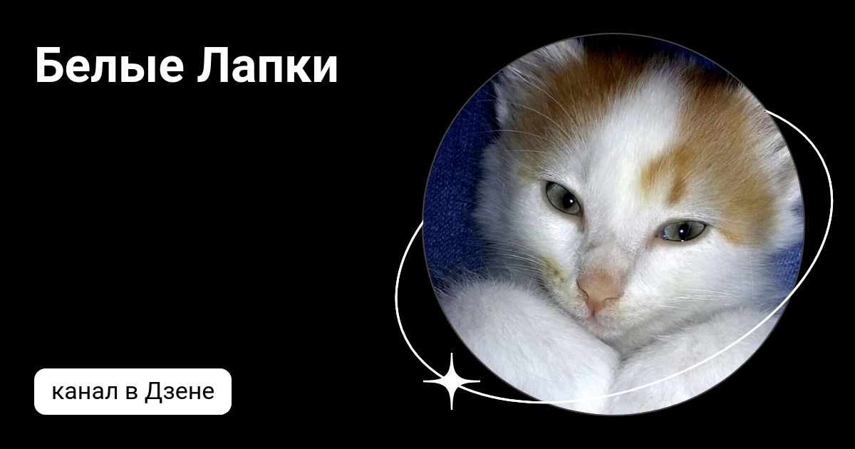 четыре лапы дзен