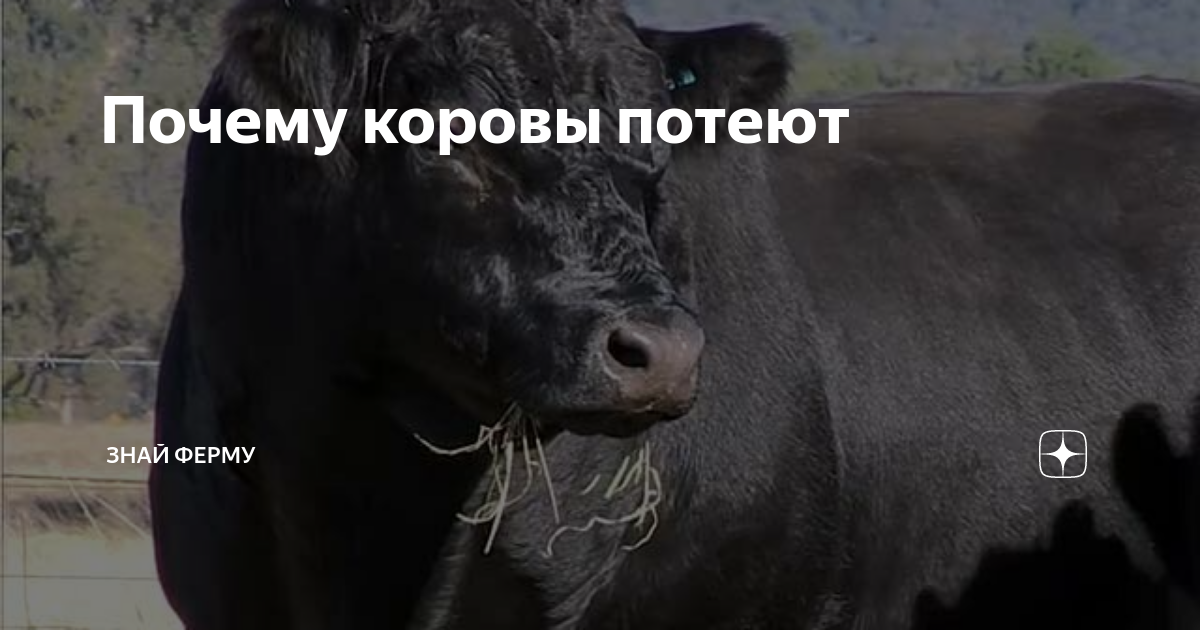 Почему корова потеет?