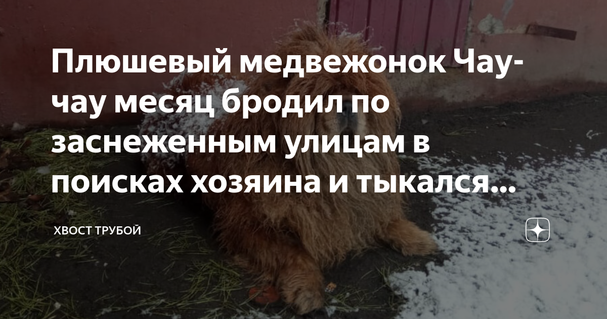 Плюшевый медвежонок Чау-чау месяц бродил по заснеженным улицам в ...