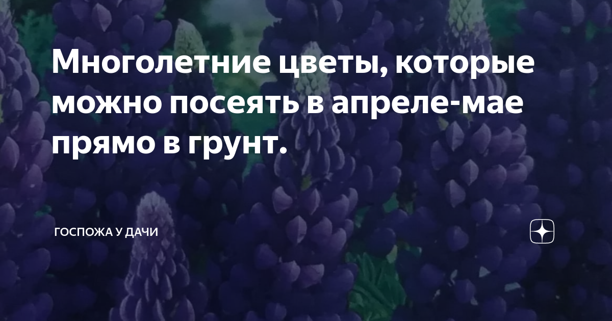 Многолетние цветы, которые можно посеять в апреле-мае прямо в грунт ...