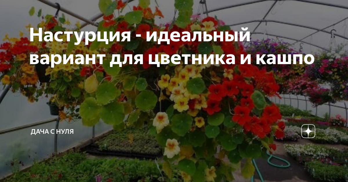 Настурция - идеальный вариант для цветника и кашпо | Дача с нуля | Дзен