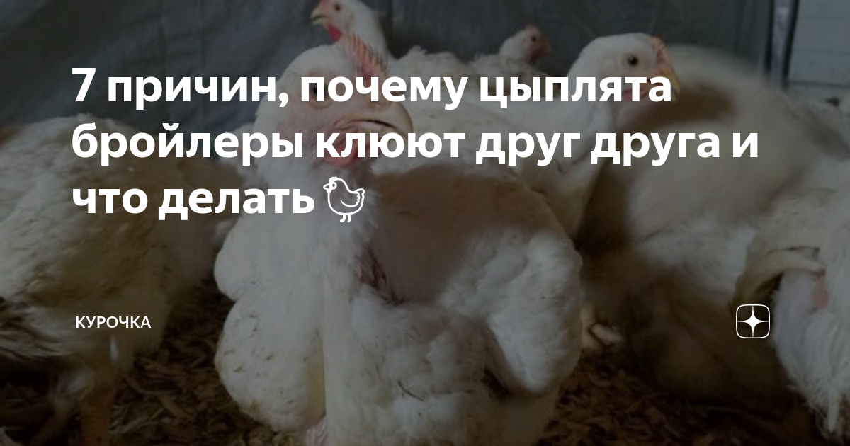 7 причин, почему цыплята бройлеры клюют друг друга и что делать🐔 ...