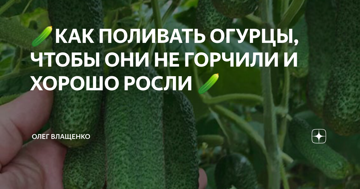 Почему огурцы горькие в открытом грунте. Чем полить огурцы чтобы не горчили. Горький огурец. Горчат огурцы. Огурцы горчат причина.