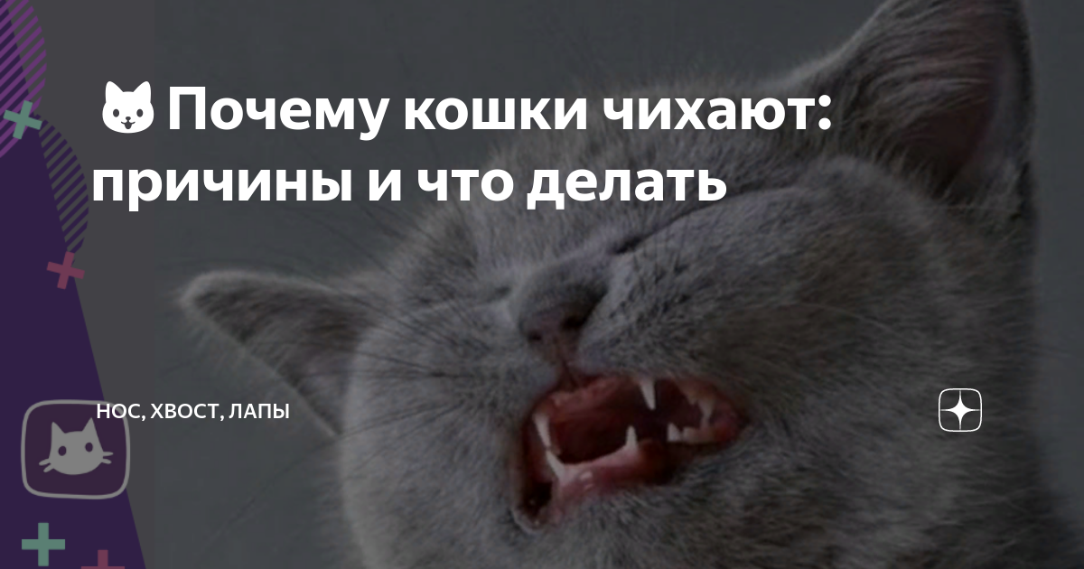 Почему кот часто чихает причины. Кошка чихает причины и что делать