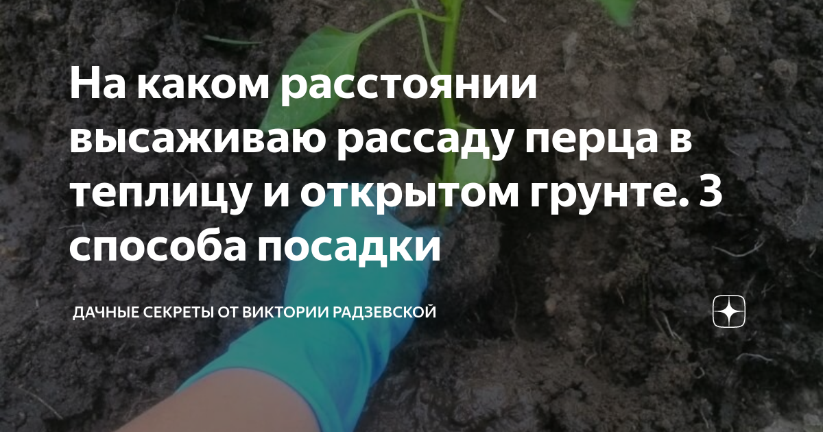 На каком расстоянии высаживать перец в грунт. На каком расстоянии сажать перец. Посадка перцев в теплице расстояние. На каком расстоянии сажать перец сладкий в открытый грунт. На каком расстоянии сажать перец в теплице друг от друга.