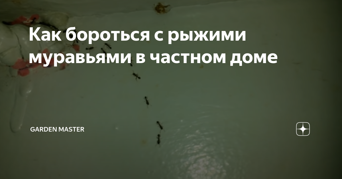 Как бороться с рыжими муравьями в частном доме | garden master | Дзен