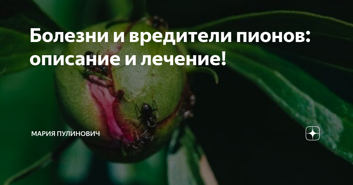 Фитофтороз пионов. Серая гниль на пионах. Болезни пиона фотографиями описание и способы лечения. Вредители пионов. Кладоспориоз пионов.