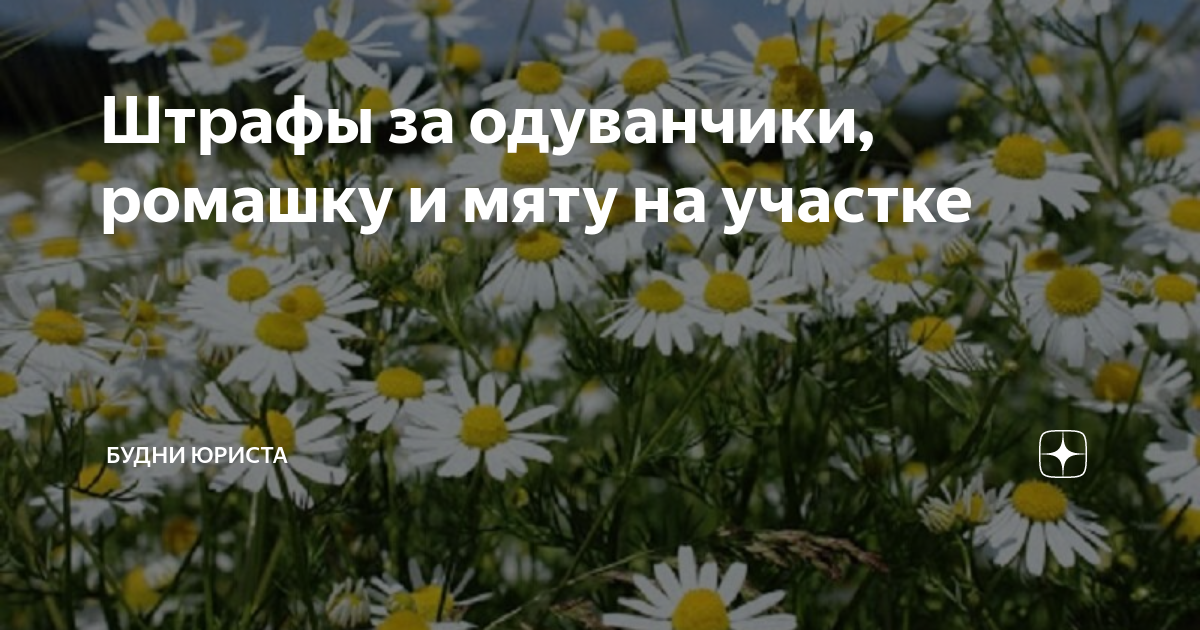 Штрафы за одуванчики, ромашку и мяту на участке | Будни юриста | Дзен