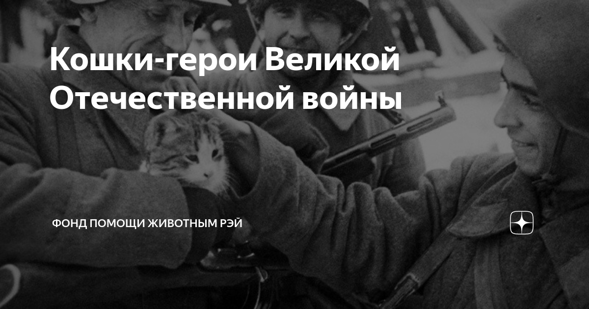 Кошки герои великой отечественной войны фото